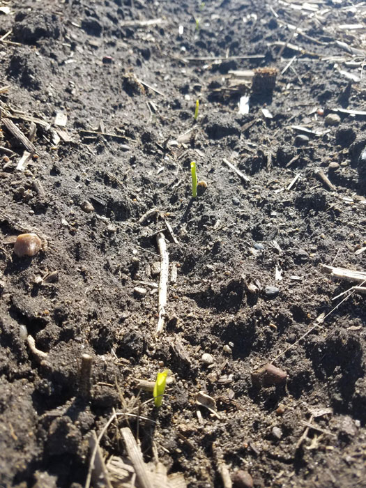 Corn crop emerged