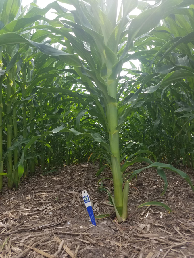 Corncam plot closeup