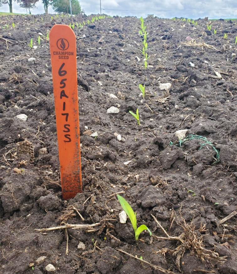 Corn crops emerged