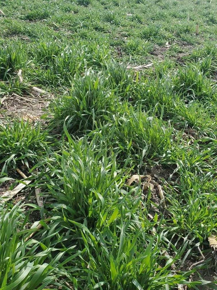 Corn cam plot greening up close up