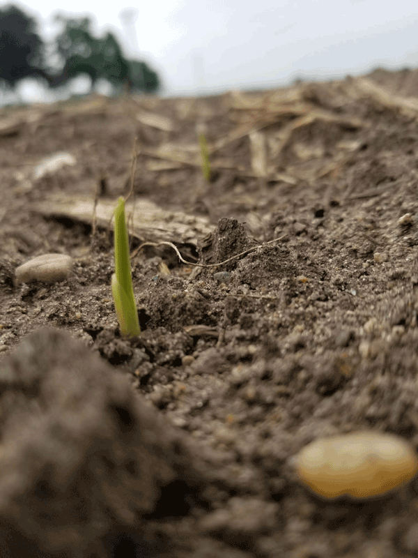 Corn crop emerged